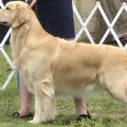 Reese - Golden Retriever
