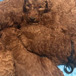 Poodle Puppies from Everyday Poodles