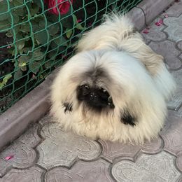 Raphael - Fawn male Pekingese puppy in Florida from LionPalace