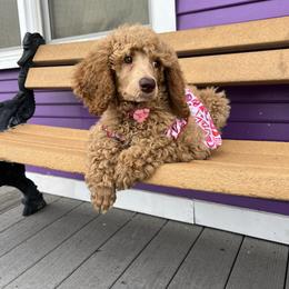 Pink collar - Apricot female Poodle puppy in Bakersfield, California from Lucky 7 Litter
