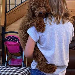 Cavapoos and Poodles from Hickory Doodle Farm