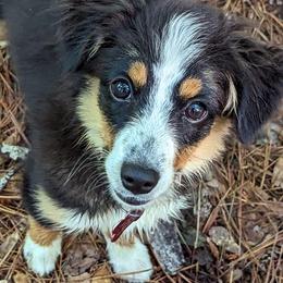 Miniature American Shepherd and Toy Australian Shepherd Puppies from Talatigi Aussies