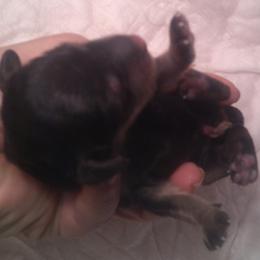 DBs Barbara - Black and cream female Dachshund puppy in Summerfield, Florida from D & B Ranchette