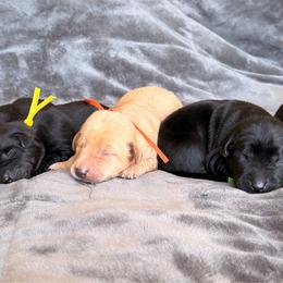 Orange - Yellow male Labrador Retriever puppy in Nampa, Idaho from Breakaway Retrievers