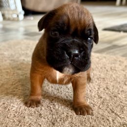 Zeus - Fawn Boxer puppy in New Smyrna Beach, Florida from Beachside Boxers and Frenchies