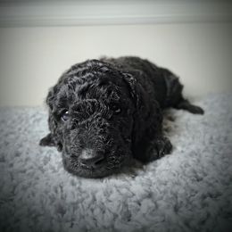 Rain - Silver female Poodle puppy in Huntsville, Alabama from Pandora