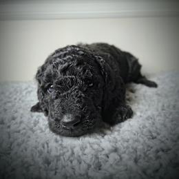 Rain - Silver female Poodle puppy in Huntsville, Alabama from Pandora