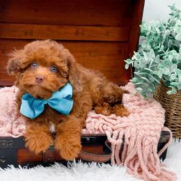 Cavapoo puppies from NC Doodle Puppies
