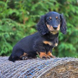 Griffin is 3300dollars - Black and tan male Dachshund puppy in Crystal, Michigan from Mare-bella Dachshunds