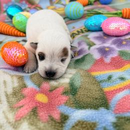 Athena - Red speckled female Australian Cattle Dog puppy in Clovis, California from Miller Australian Cattle Dogs