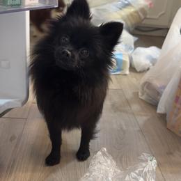 Daki - Black female Pomeranian puppy in Tulsa, Oklahoma from CP Kennels