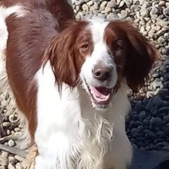 Chara - Irish Red and White Setter