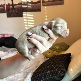 BOY 2 - Cream male Dachshund puppy in Hutto, Texas from R.G. Dachshunds
