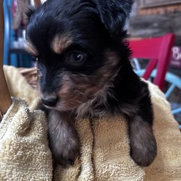 Onyx - Black tri female Miniature Australian Shepherd puppy in Mount Airy, North Carolina from Brickell Farms