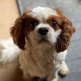 Rusty - Cavalier King Charles Spaniel