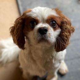 Rusty - Cavalier King Charles Spaniel