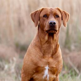 Dilute Retrievers and Labrador Retrievers from Loblockee Creek Labs of Auburn