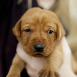 Declan - Yellow male Labrador Retriever puppy in Allons, Tennessee from UC Labradors LLC