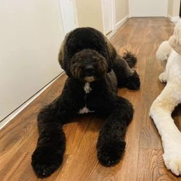 Goldendoodle and Poodle All Grown Up from Colorful Creations Doodles and Poodles