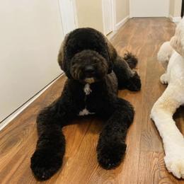 Goldendoodle and Poodle All Grown Up from Colorful Creations Doodles and Poodles