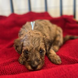 Wendy - Sable merle female Bordoodle puppy in Valley Center, California from Circle R Valley Bordoodls