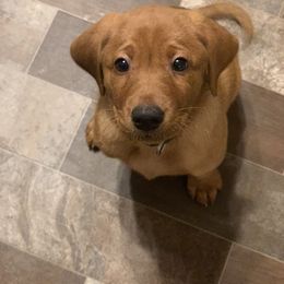 Labrador Retriever Puppies from TNT Elite Labradors