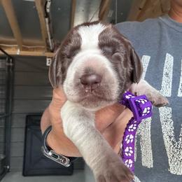 Purple - Liver and white female German Shorthaired Pointer puppy in Newton Grove, North Carolina from Wayalife Labradors & Gsp’s