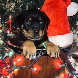 Rottweiler Puppies from Vom Arnold-Hause Rottweilers