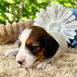 Marshmallow AKC - Piebald female Dachshund puppy in Hendersonville, North Carolina from Snarky Doxy Miniature Dachshunds
