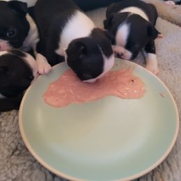 Boston Terrier Puppies from Tre Run Bostons