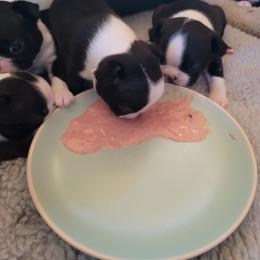 Boston Terrier Puppies from Tre Run Bostons