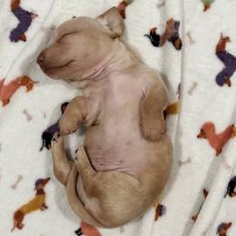 Marshall - Red male Dachshund puppy in Alva, Florida from Salty C's Dachshunds
