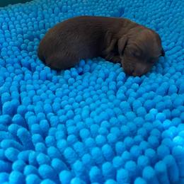 Lindor - Chocolate female Dachshund puppy in Wolf Lake, Indiana from Canisteo Dachshunds