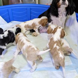 Cavalier King Charles Spaniel Puppies from Poor Ridge Ranch