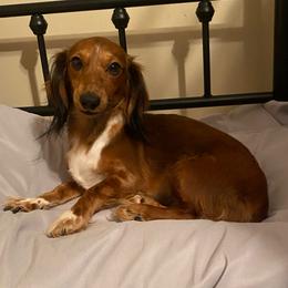 Zena - Dachshund