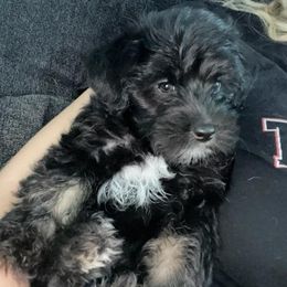 Companion Crosses from Busy Beebe's Fur Babies