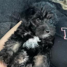 Companion Crosses from Busy Beebe's Fur Babies