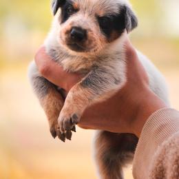 Australian Cattle Dog Puppies from Impact 3rd Australian Cattle Dogs