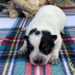 Queen Girl 1 - Blue speckled female Australian Cattle Dog puppy in Monroe, Louisiana from The Sweet Kennels