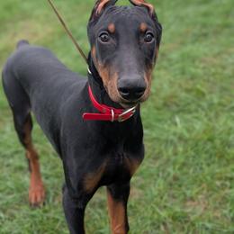 Eddy - Black and rust male Doberman Pinscher puppy in Redford, Michigan from Warsong Dobermann
