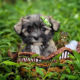 Tumbleweed - Black and tan male Morkie puppy in Barren Springs, Virginia from Seeking Shalom Acres Maltese, Maltipoos & Havamalts