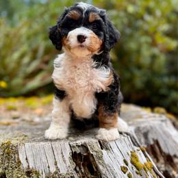 Lady Tremain (Pink Collar) - Tri-color female Bernedoodle puppy in Stanwood, Washington from Butter Cup Pups and Paws