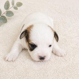 Milo - Brindle and white male Mal-Shi puppy in Tampa Bay, Florida from Woodpecker Ridge Pups