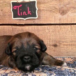 Tink - Brown female Lhasa Apso puppy in Jefferson, New York from Absolute Lhasa Love