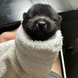 Boy 3 - Black male Schipperke puppy in Bunnel, Florida from Expedition Schipperkes
