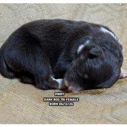 Pinky - Red tri-color female Australian Shepherd puppy in Bethany, Connecticut from Wynter Thyme Manor Australian shepherds