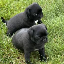 Emma - Black female Pug puppy in Gold Bar, Washington from PNW Pugs