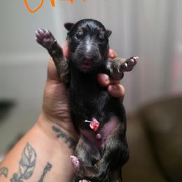 Orange - Black and tan male German Shepherd puppy in Sebring, Florida from Blackwater K9