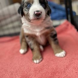 Miniature American Shepherd and Miniature Australian Shepherd Puppies from Opal’s Miniature Aussies