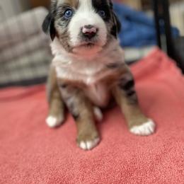 Miniature American Shepherd and Miniature Australian Shepherd Puppies from Opal’s Miniature Aussies